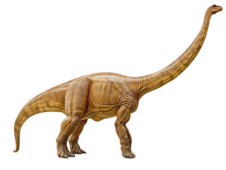 Fototapeta premium Stunning Brachiosaurus Dinosaur Isolated on Transparent Background for Visual Effects