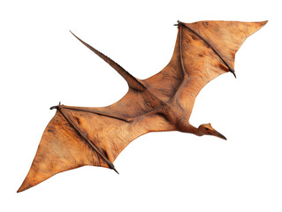 Fototapeta premium pterodactyl Dinosaur Isolated on Transparent Background for Educational Materials