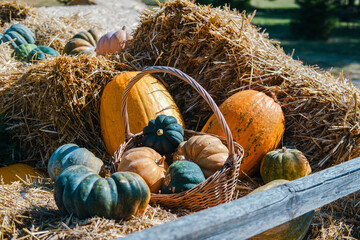 Colorful pumpkins and gourds arranged on straw bales during autumn harvest in a rural field