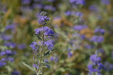 Vibrant blue wildflowers bloom in a sunny field during late summer, showcasing nature's beauty