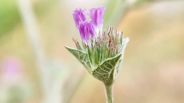 Elephantopus tomentosus is a species of perennial flowering plant in the family Asteraceae. Macro video