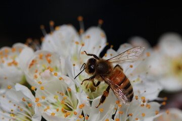 plum blossom