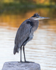 Great Blue Heron foraging over a pond at sunset. Palo Alto Baylands, Santa Clara County, California, USA.