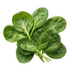 Fototapeta premium Bunch of fresh spinach leaves isolated on a transparent background