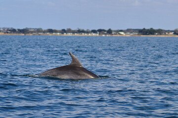 Fototapeta premium bottlenose dolphin
