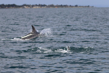 bottlenose dolphin