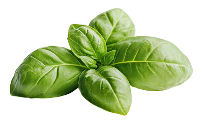 Fresh green basil leaves, isolated on transparent cutout background