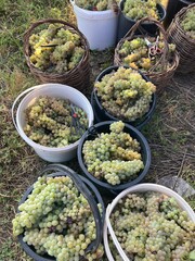 grapes in buckets