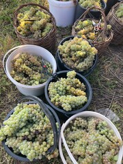 Grapes in buckets