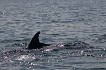 bottlenose dolphin