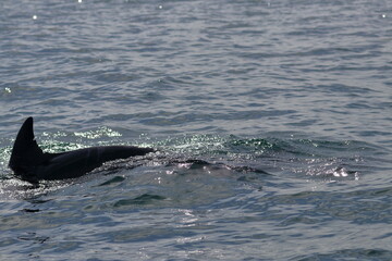 bottlenose dolphin