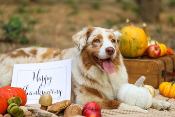 Cute Australian Shepherd dog lying on blanket with pumpkins and greeting card for Thanksgiving Day...