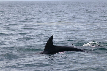 bottlenose dolphin