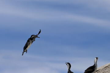 black-faced cormorant