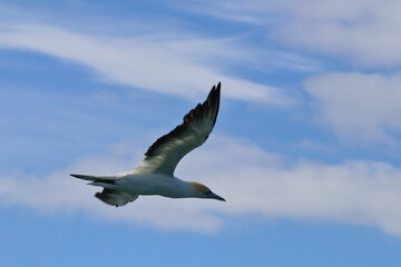 gannet