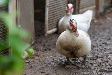 The white duck is happy on mud in farm after rainny day