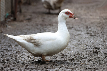 The white duck is happy on mud in farm after rainny day