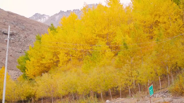 Autumn in Himalayas. Yellow autumn trees and mountains during fall season at Padum, Zanskar, India. Nature landscape. 