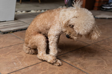 Close-up of poodle pet dog scooting or sliding butt on floor rough surface to relieve itch...