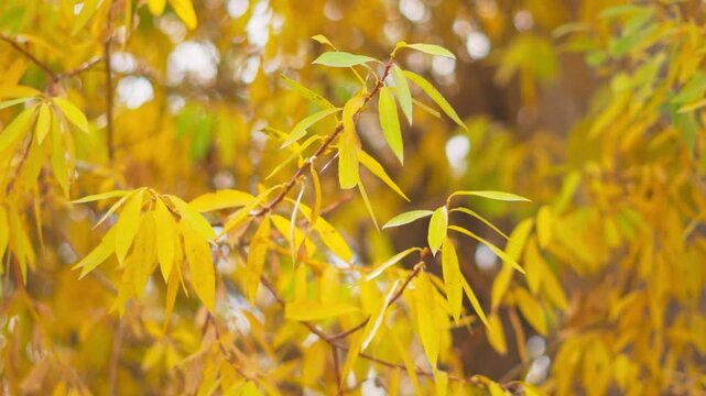 Yellow autumn leaves on tree at Padum, Zanskar, India. Warm autumn sunny background. Beautiful autumn yellow leaves. Fall nature background.
