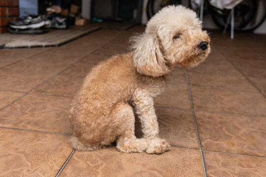 Close-up of poodle pet dog scooting or sliding butt on floor rough surface to relieve itch discomfort due to anal gland problem.