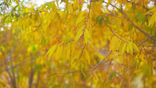 Yellow autumn leaves on tree at Padum, Zanskar, India. Warm autumn sunny background. Beautiful autumn yellow leaves. Fall nature background.