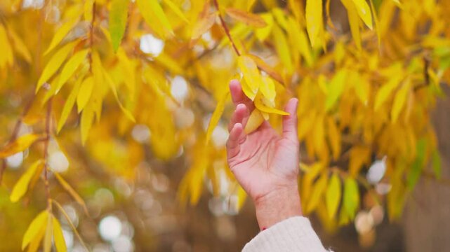Close up shot of female hand touching autumn leaves in park at Padum, Zanskar, India. Autumn background. Orange fall leaves on tree. 