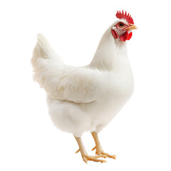 Fototapeta premium A white chicken, full-body, isolated on a transparent background