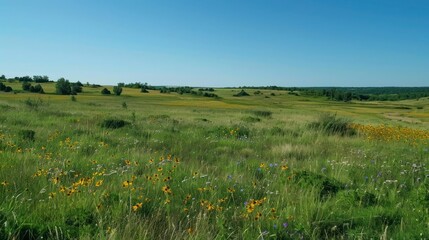 Expansive savanna grasslands with patches of wildflowers and scattered trees under a clear blue sky.