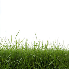 Obraz premium green grass isolated on white background