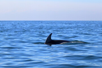 Fototapeta premium bottlenose dolphin
