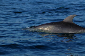 bottlenose dolphin