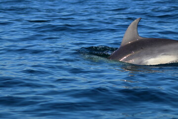 Fototapeta premium bottlenose dolphin