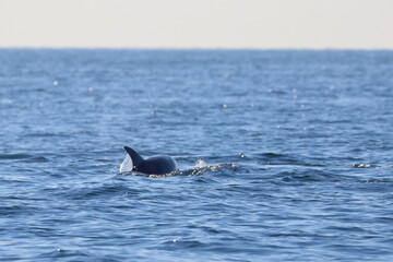 Fototapeta premium bottlenose dolphin