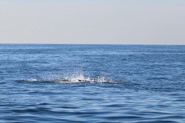 Fototapeta premium bottlenose dolphin