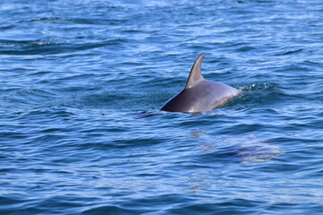 Fototapeta premium dolphin