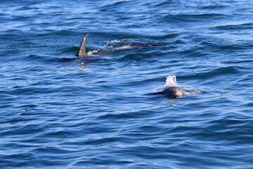 dolphin