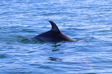 dolphin