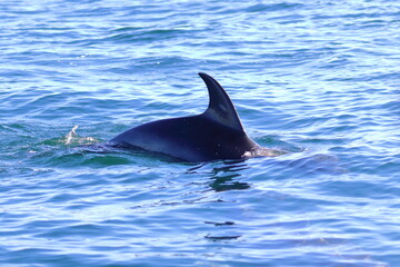 Obraz premium dolphin