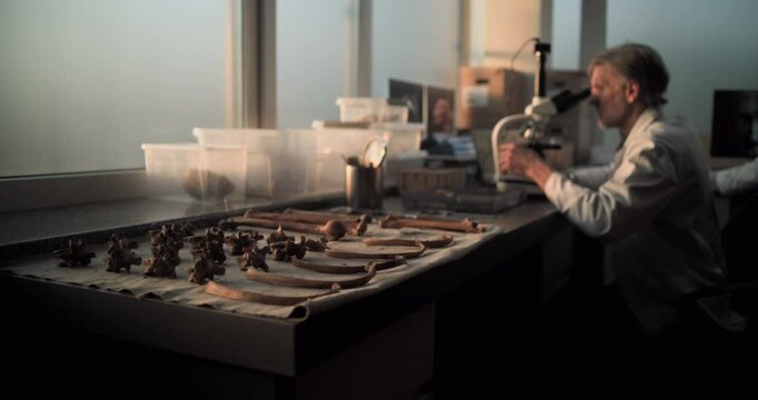 Archaeological lab: Mature scientist analyzes fossil sample using microscope and laptop. Female archaeologist works on PC, then examines bones of prehistoric human or dinosaur skeleton. Sunset light.