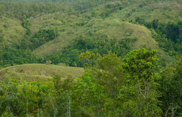 A landscape of lush green trees with a backdrop of hills.
