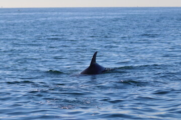 Naklejka premium dolphin