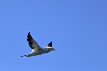 gannet