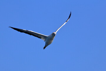 gannet
