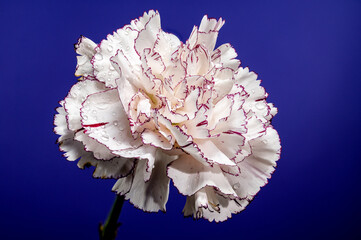 White carnation Pastel Damascus on a blue background