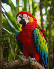 parrot bird, ai generated image