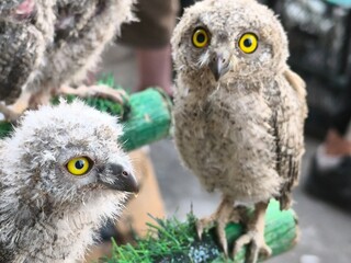 Beautiful baby owls with big eyes