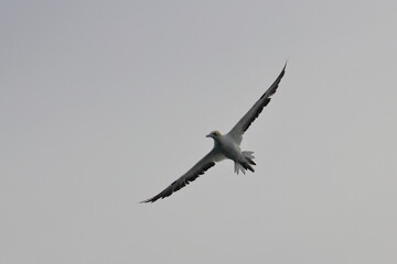 gannet