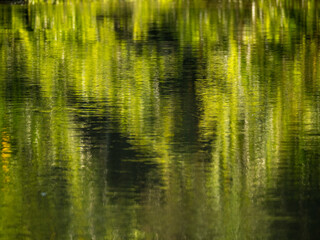Amazon rainforest is reflected on the water surface of a side arm of the Amazon near the town of Jutaí.
