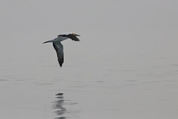 gannet